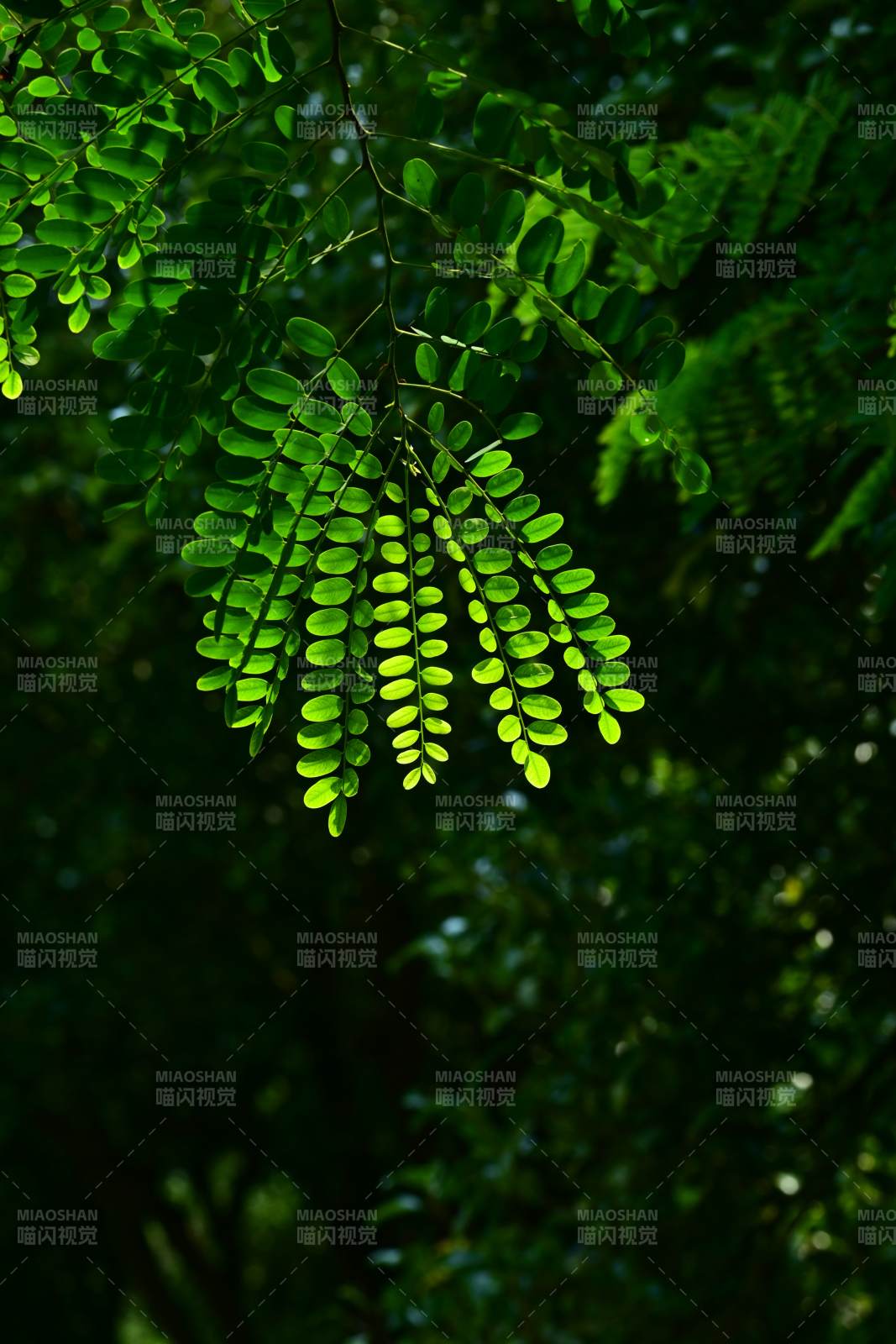 绿叶光影 自然之美图片