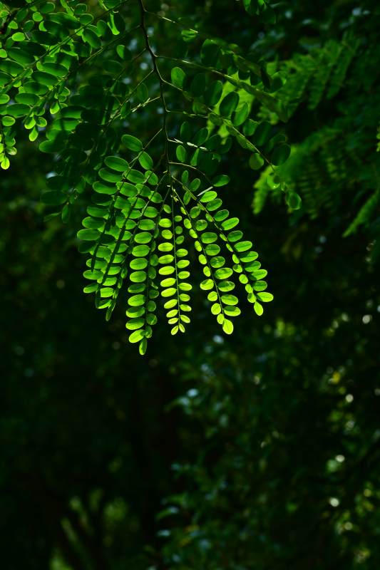 绿叶光影 自然之美图片