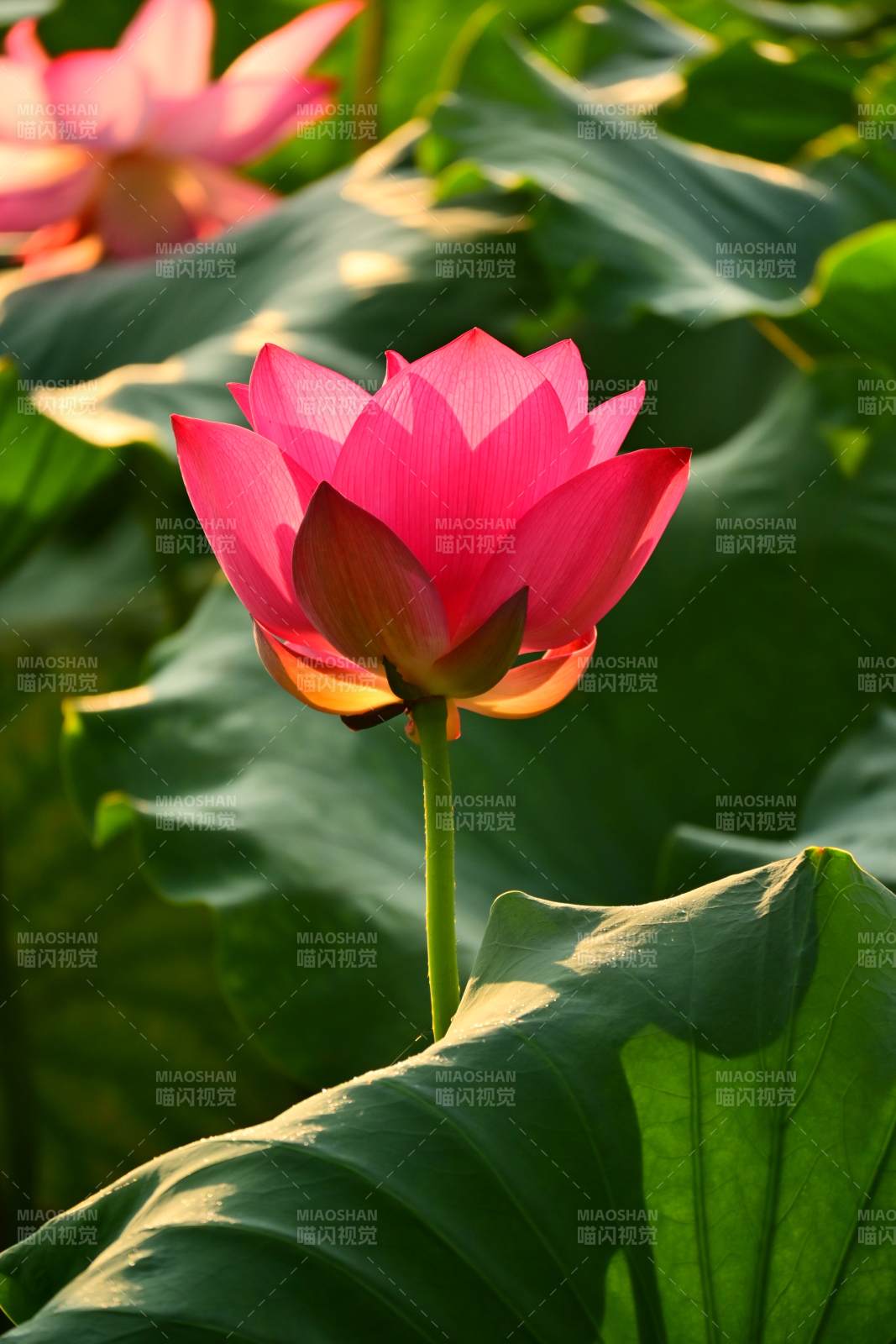 莲花绽放 绿叶映衬图片