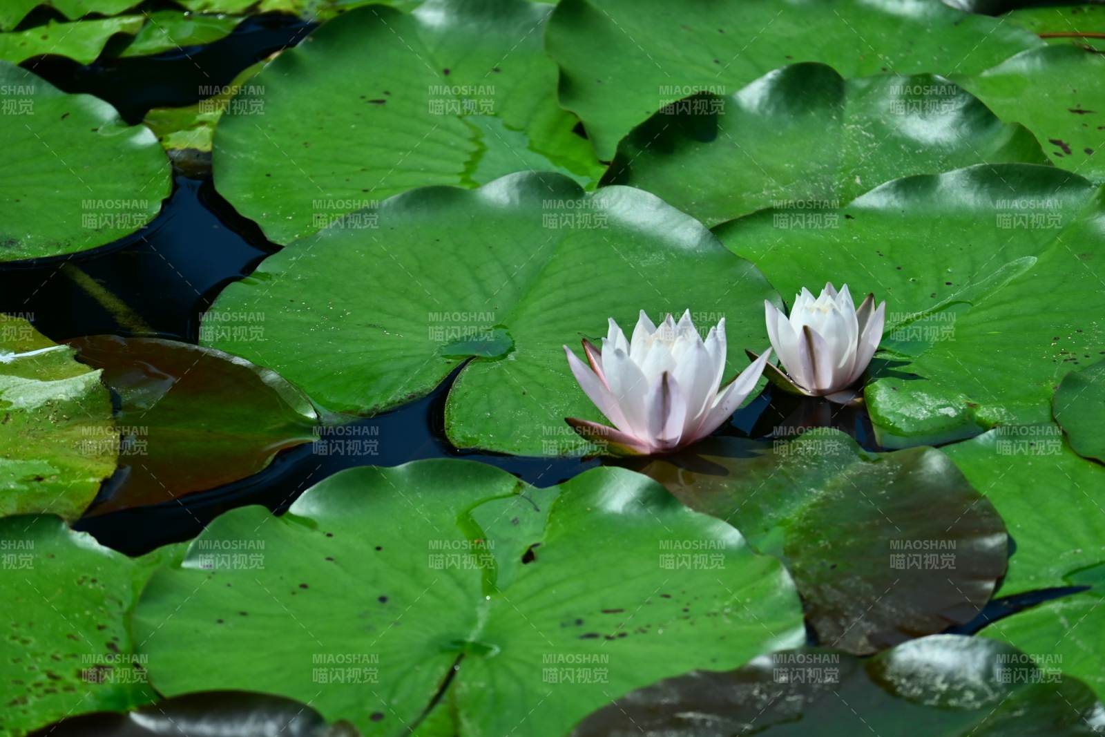 池塘中的睡莲与荷叶图片