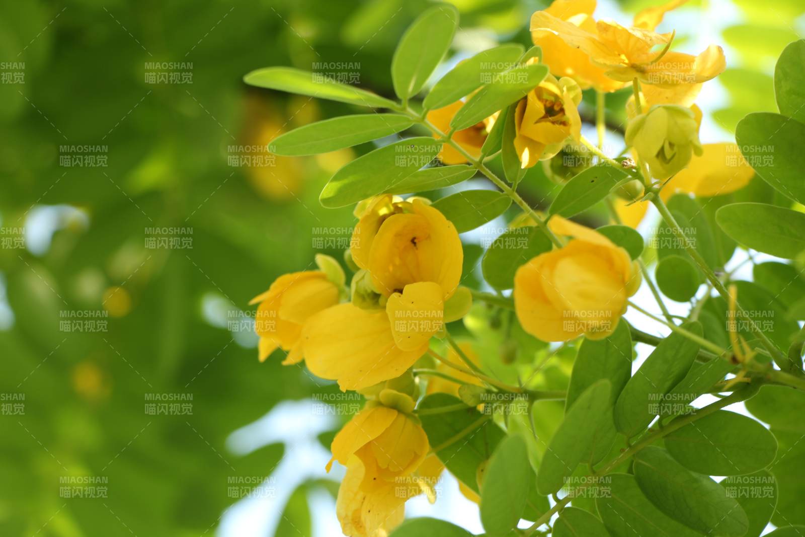 黄槐决明在绿叶间绽放图片