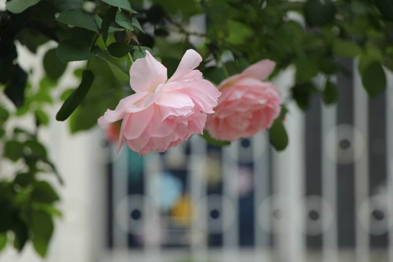 粉色玫瑰在绿叶间绽放图片