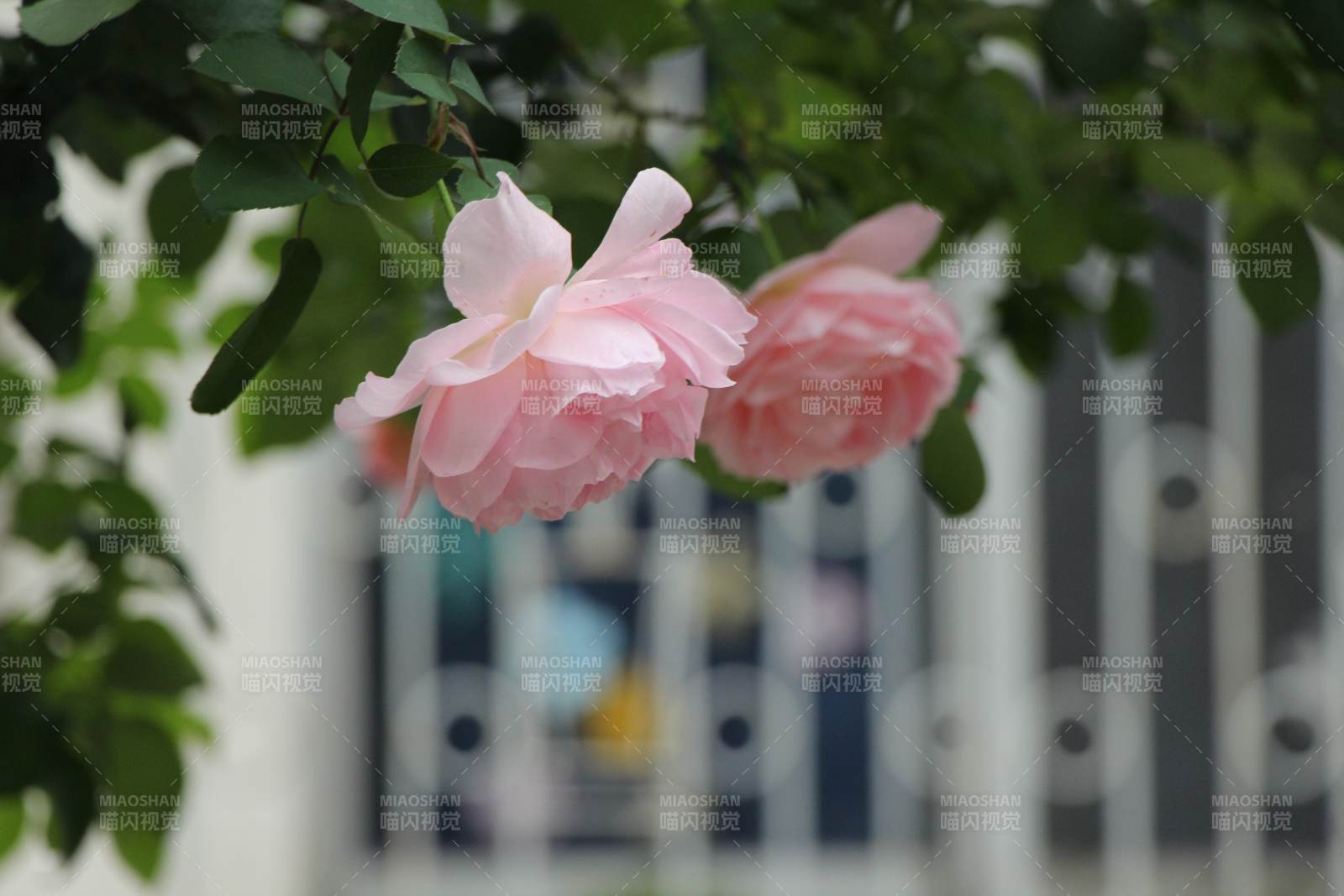 粉色玫瑰在绿叶间绽放图片