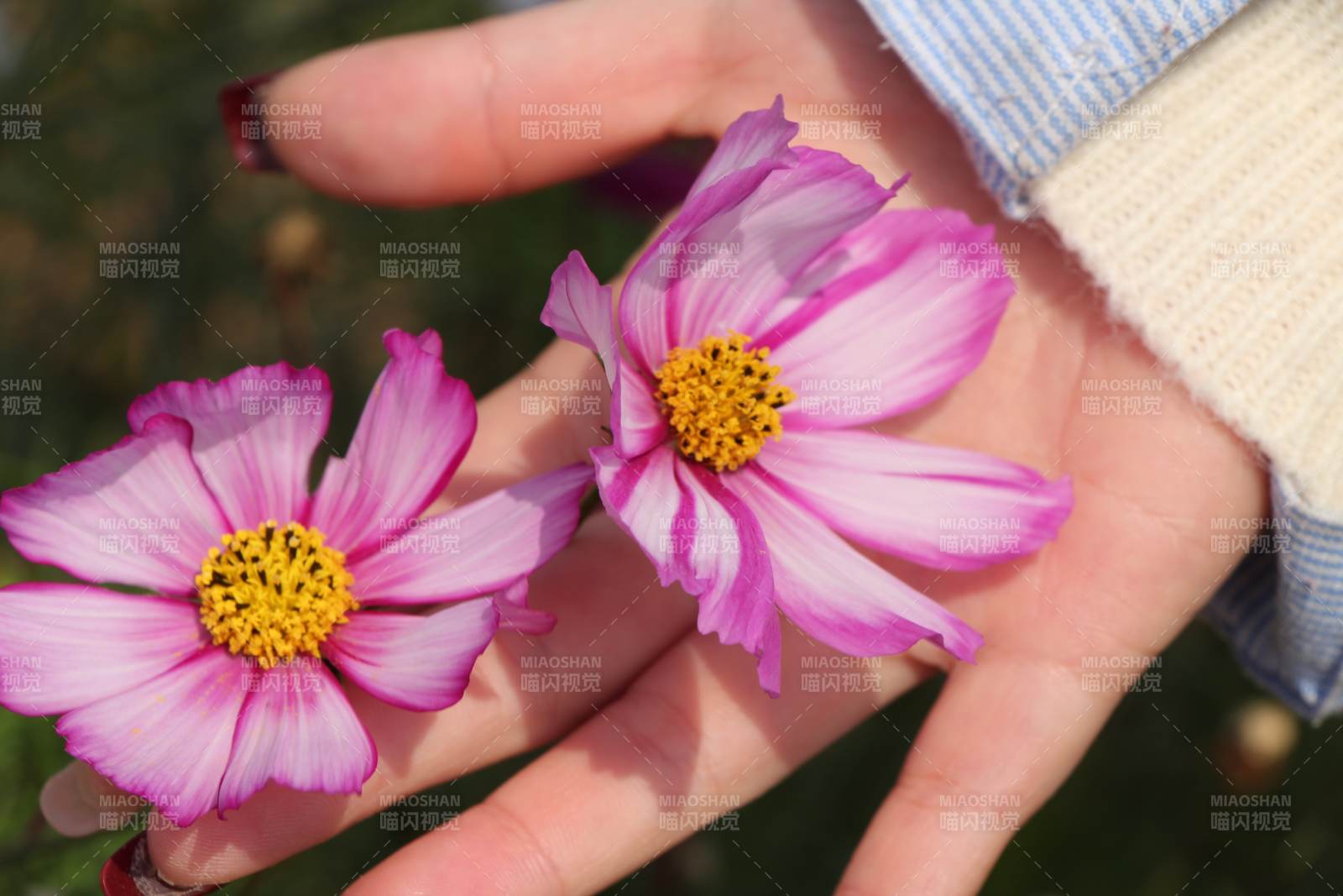 手捧两朵粉色小花图片