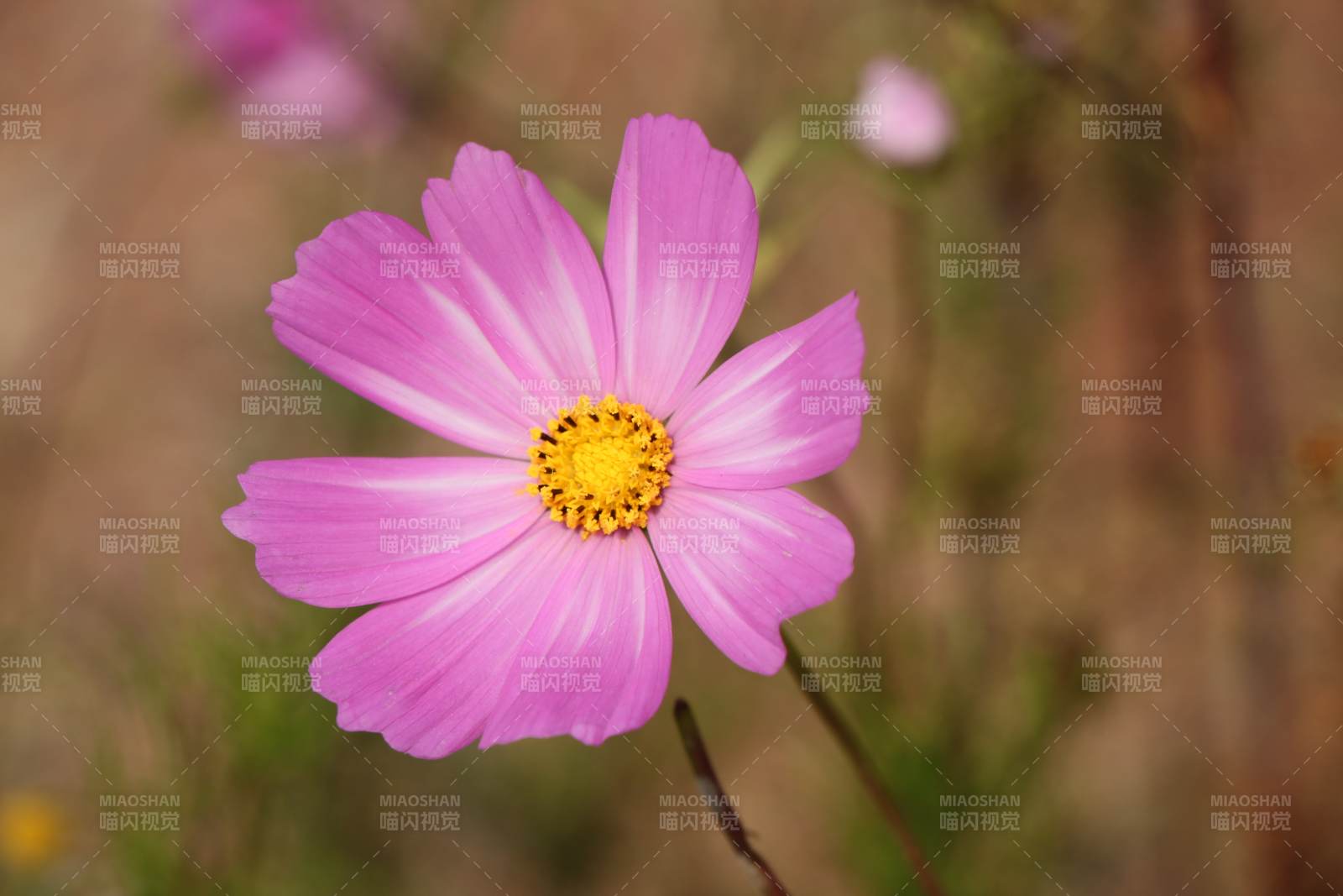 格桑花绽放美丽瞬间图片