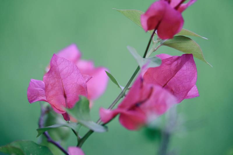 粉色花朵的柔美瞬间图片