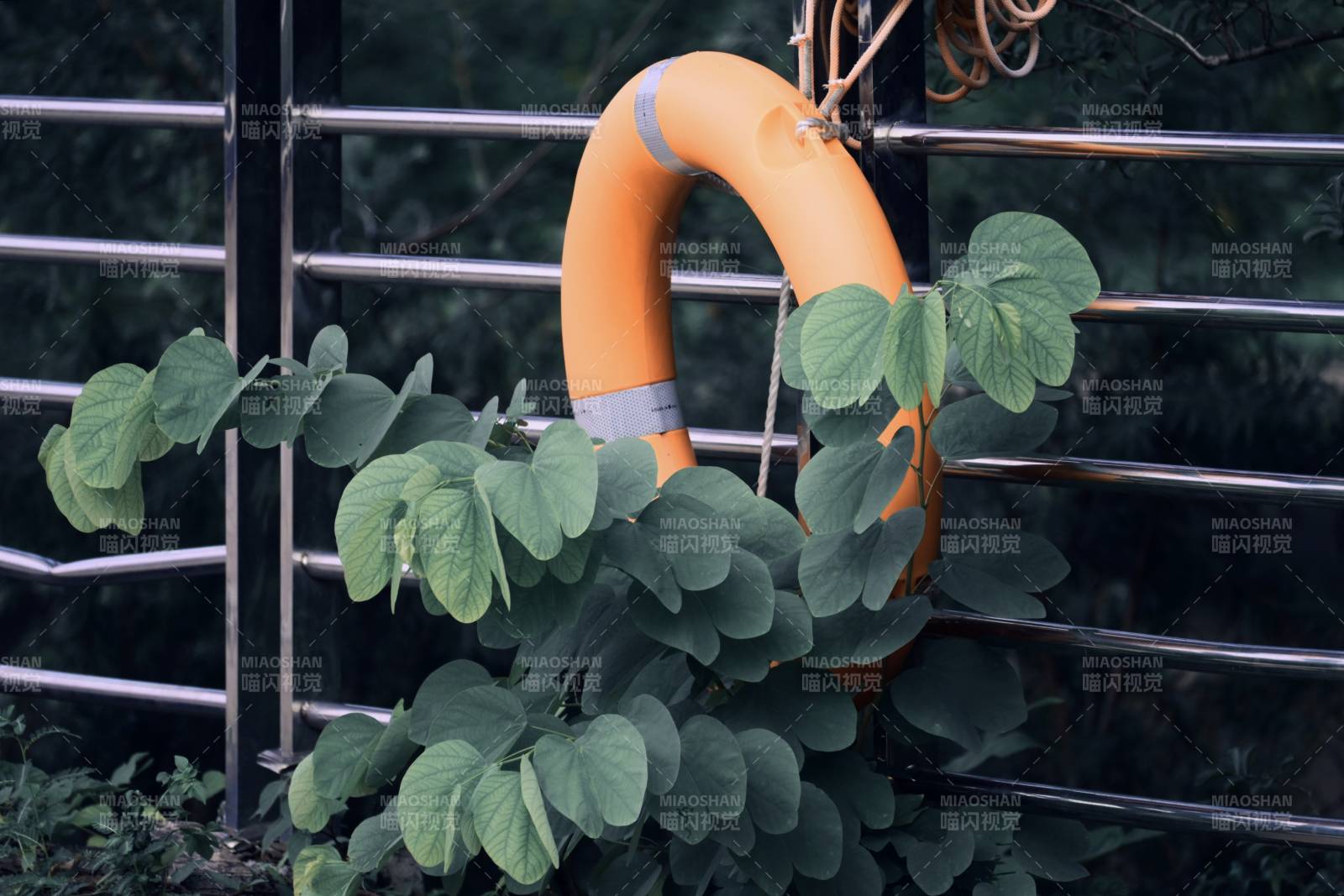 橙色救生圈与绿叶相伴图片