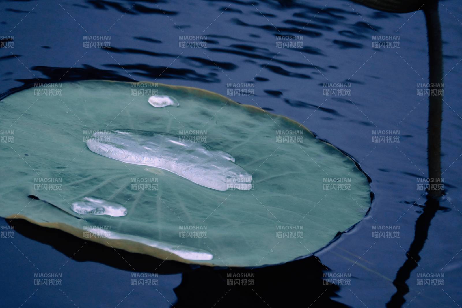 荷叶上的水珠与冰块图片