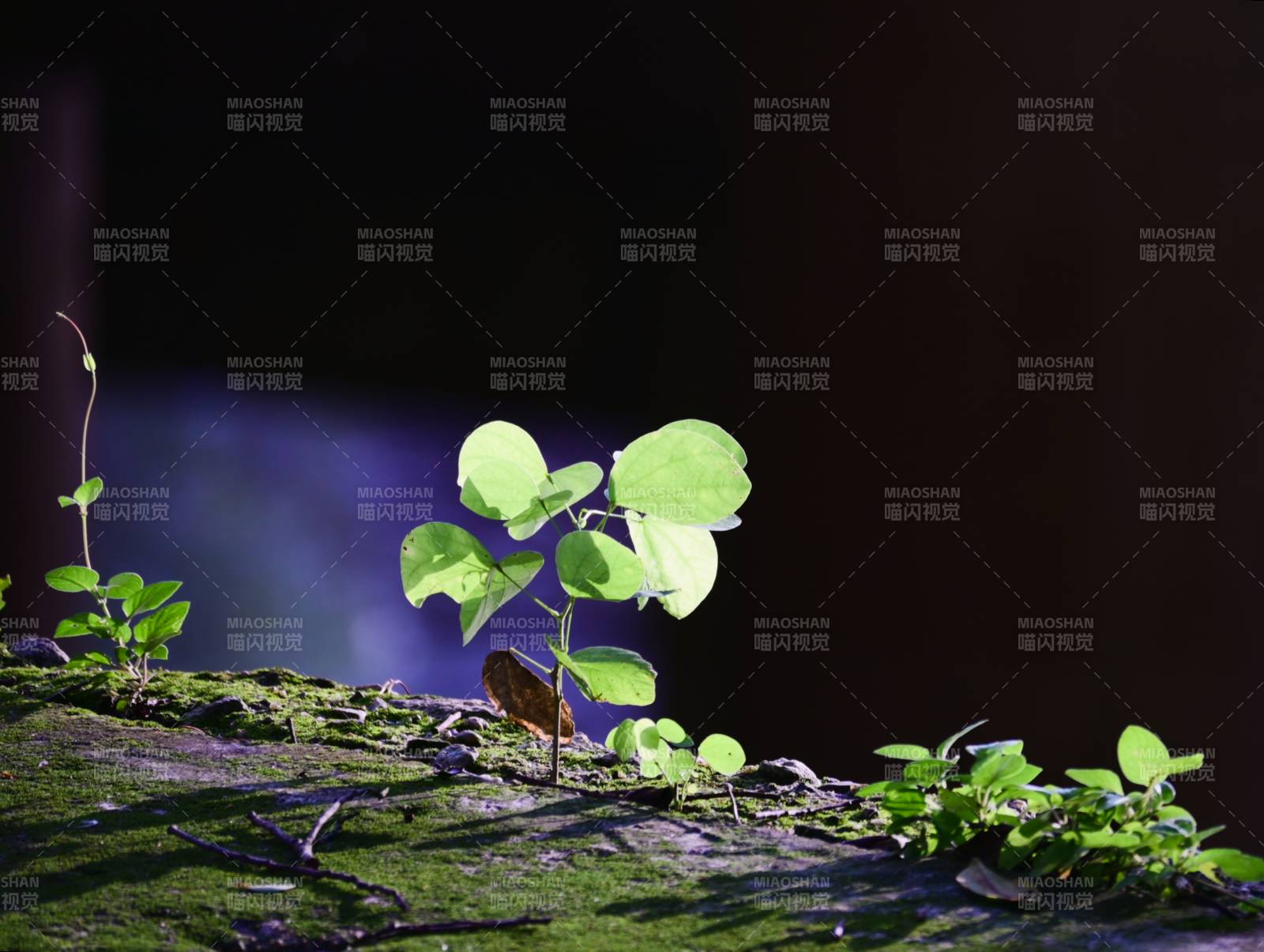 光影下的新生绿叶图片