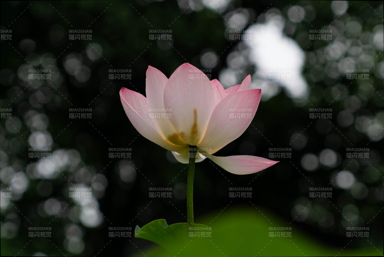 静谧荷花映绿叶图片