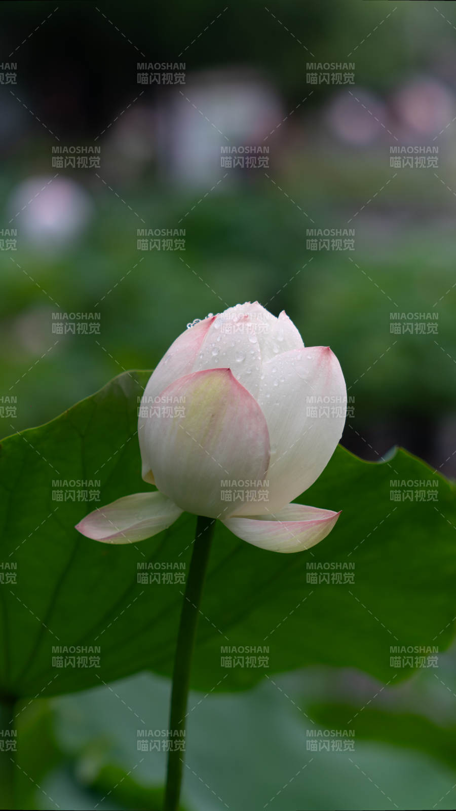 雨后荷花 清新绽放图片