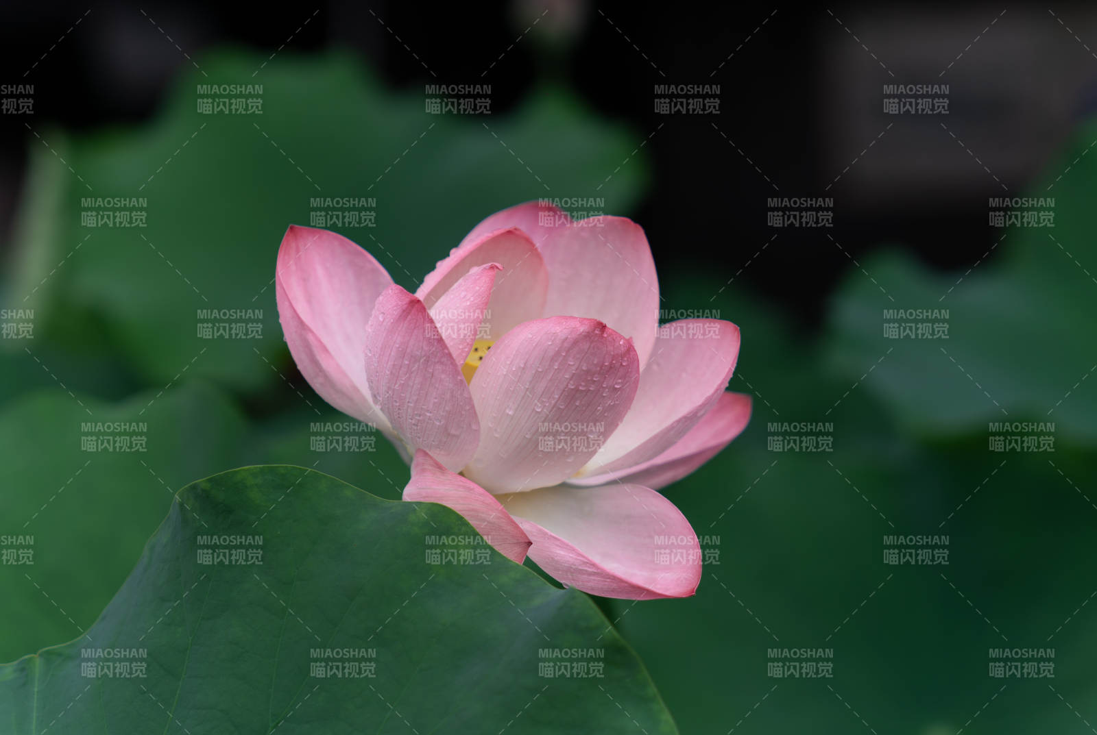 雨后荷花 清新绽放图片