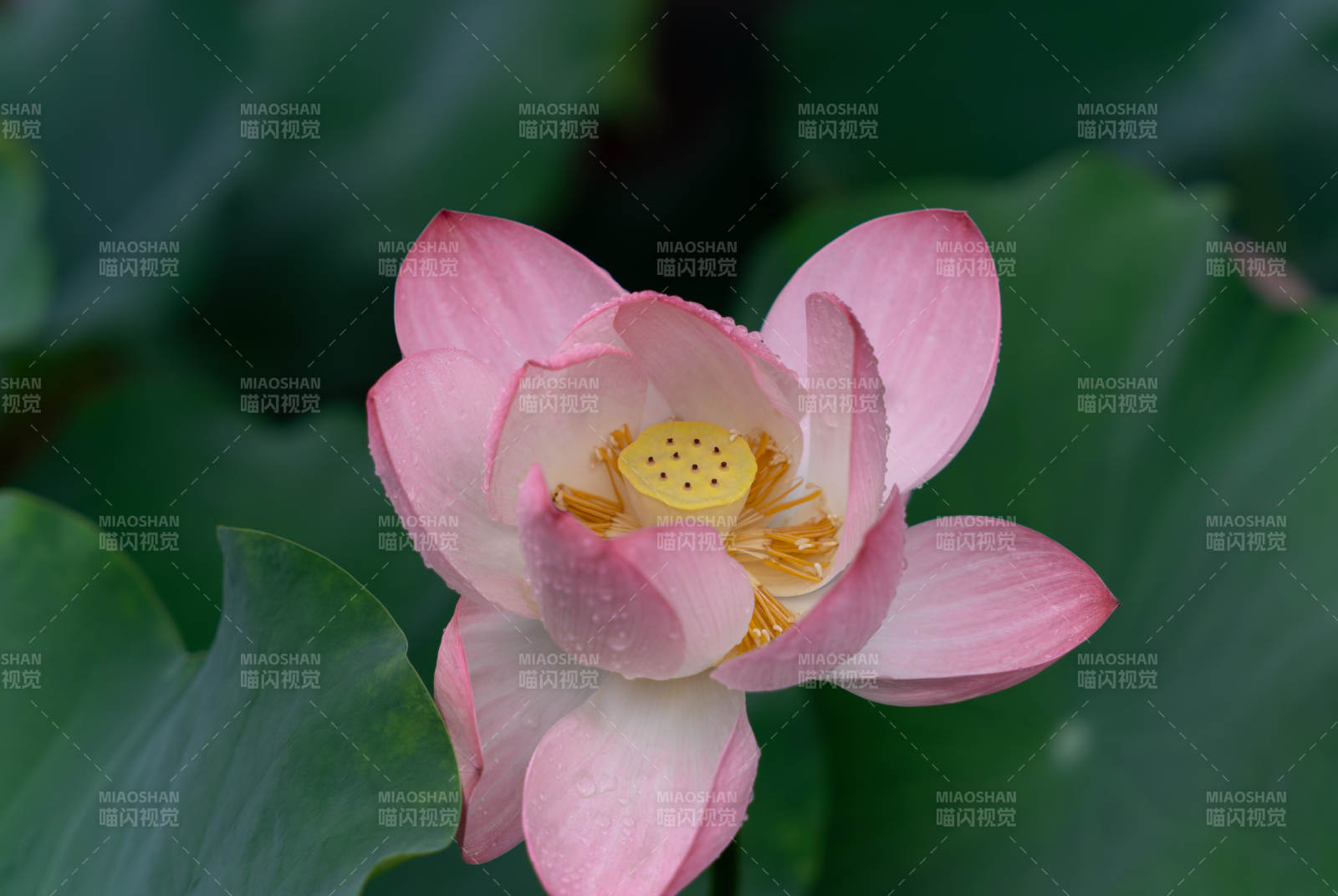 粉色莲花绽放于绿叶间图片