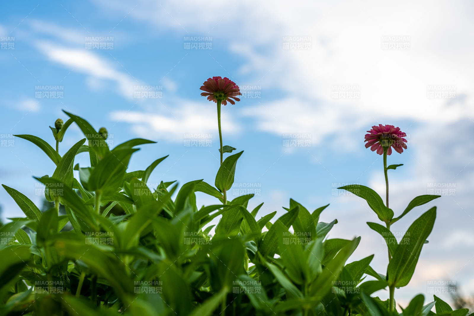 蓝天下的两朵红花图片