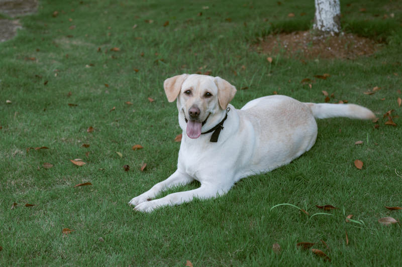 草地上的快乐小狗图片