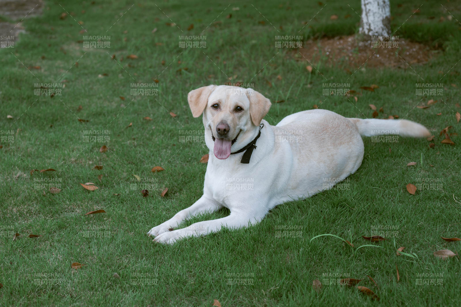 草地上的快乐小狗图片