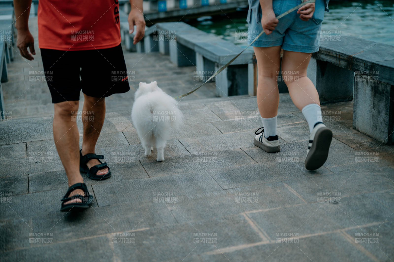 散步时光 人与狗的陪伴图片
