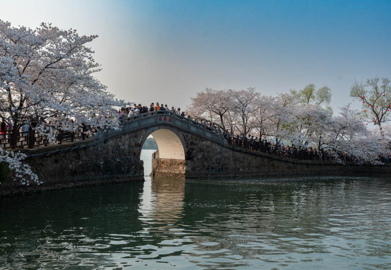 春日桥畔樱花盛景图片