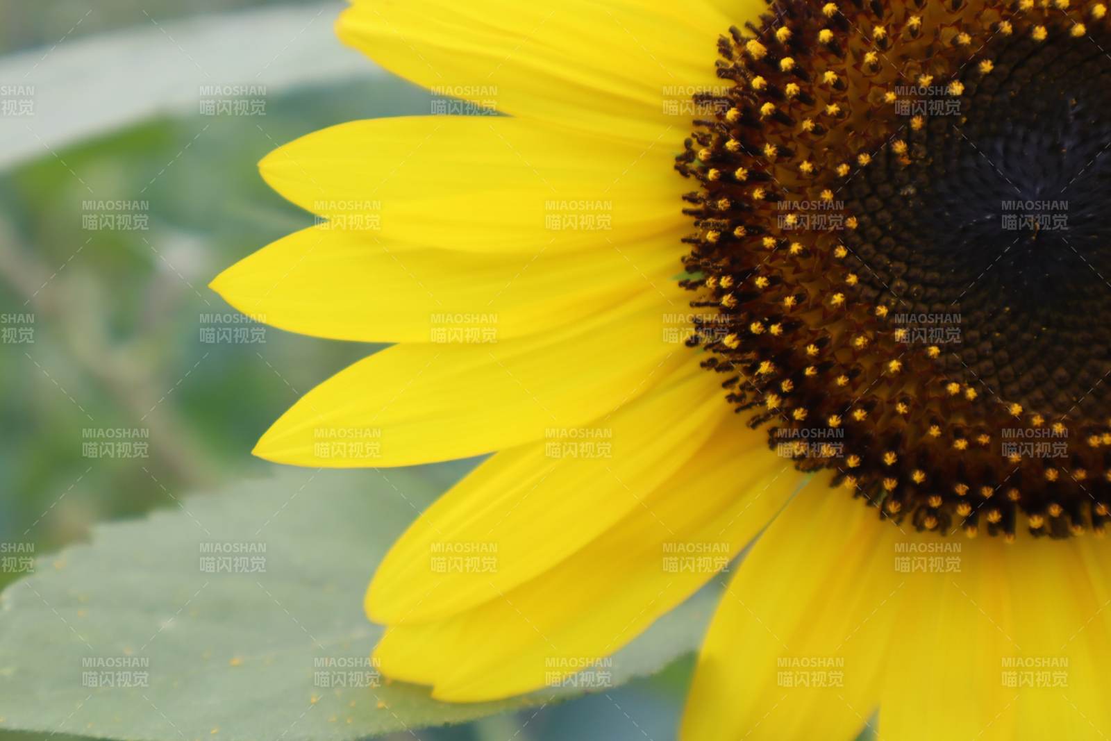 向日葵的温暖微笑图片