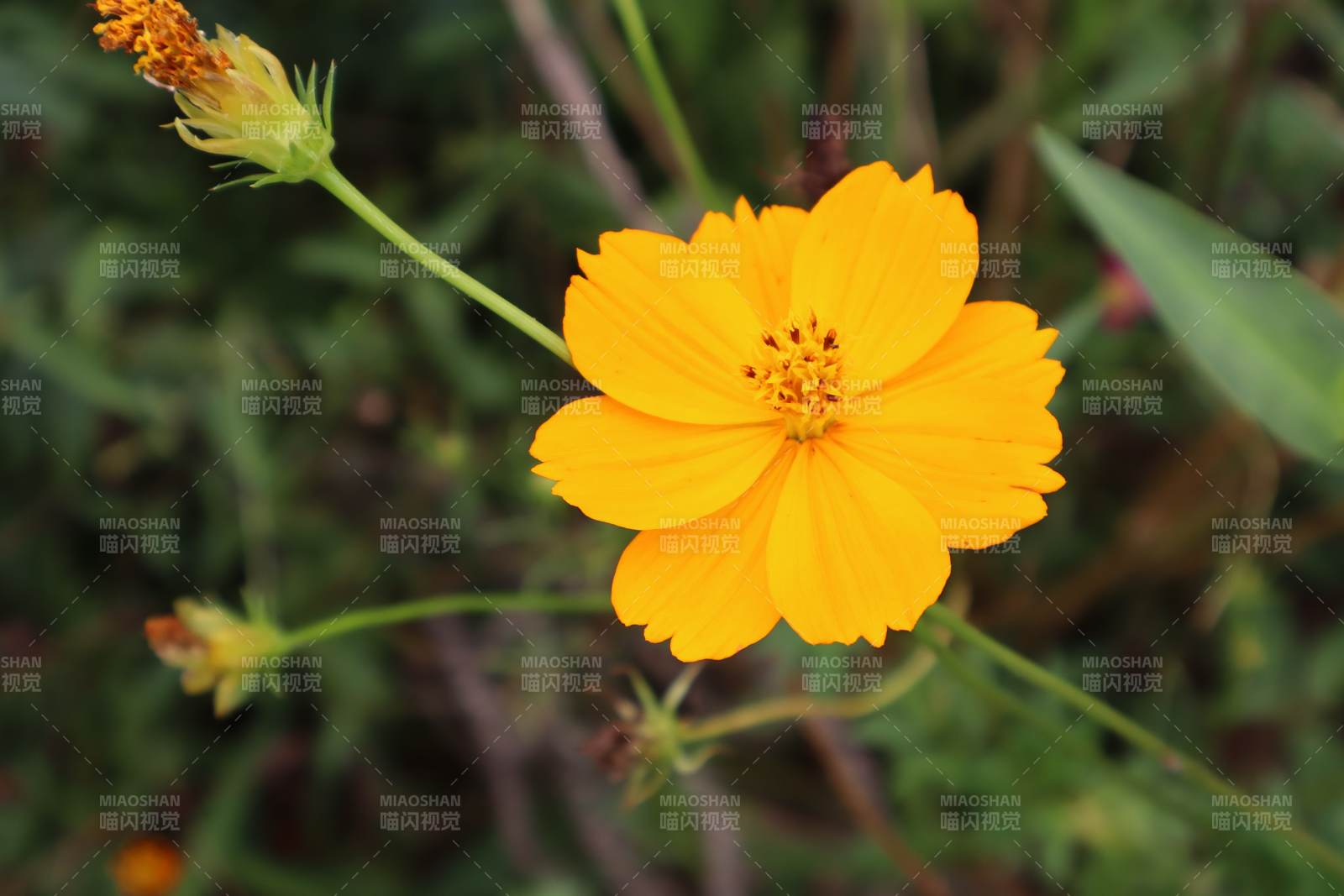 金黄色的花朵在风中摇曳图片