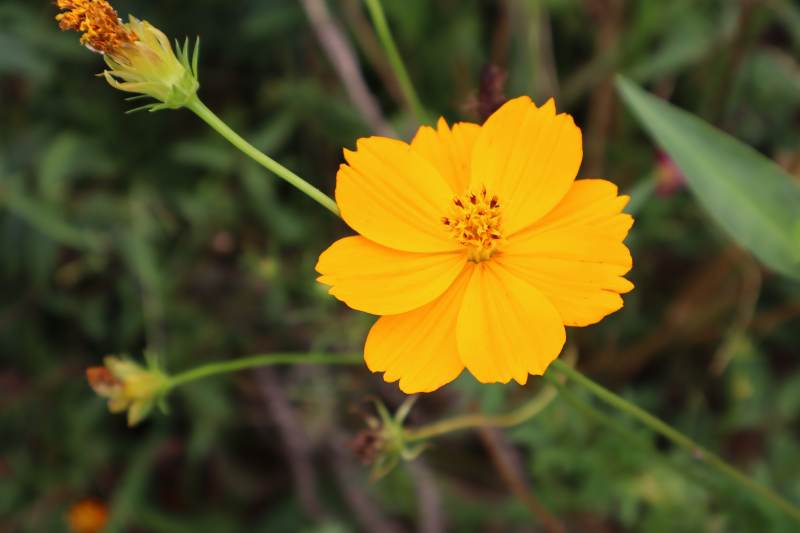 金黄色的花朵在风中摇曳图片