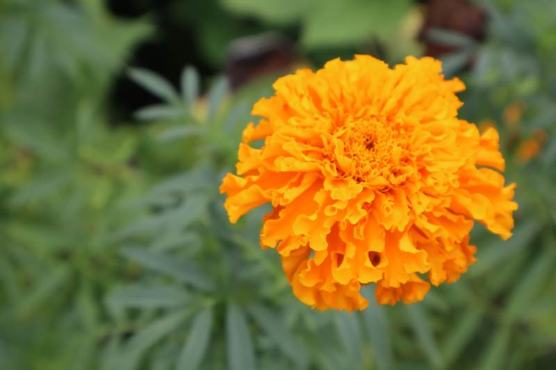 橙色万寿菊绽放图片