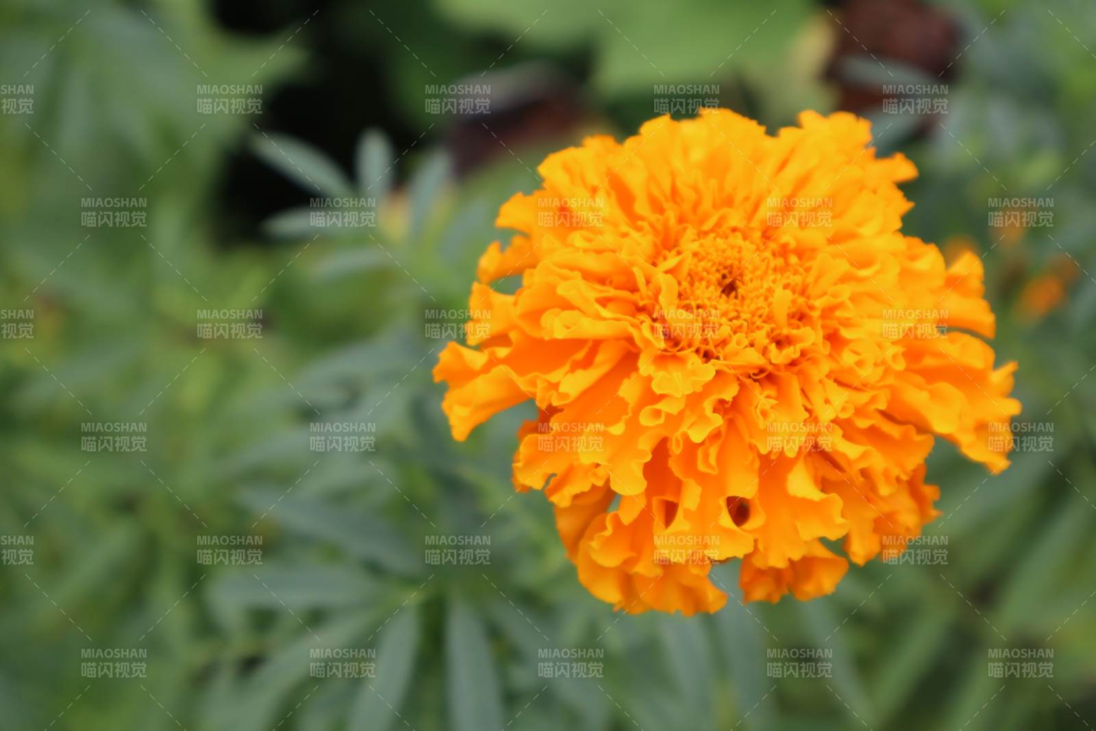 橙色万寿菊绽放图片