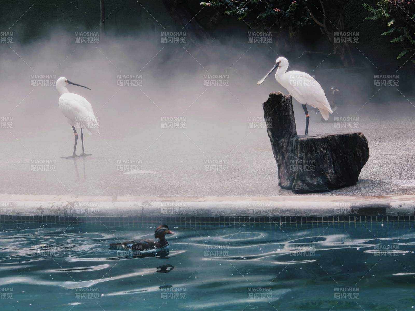 池畔白鹭与鸭共舞图片