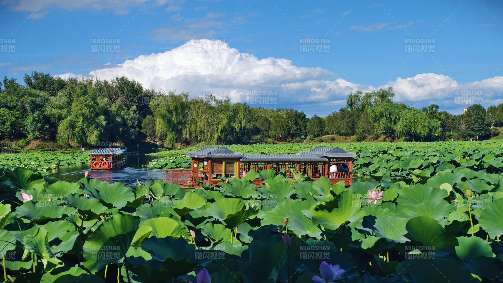 荷塘游船 夏日美景图片