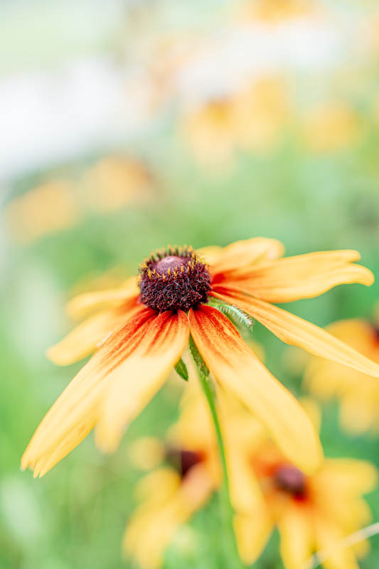 秋日金菊绽放美图片