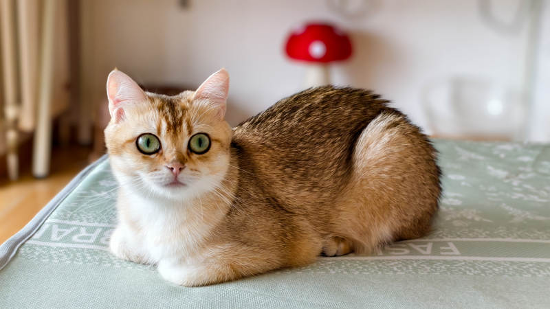 可爱猫咪悠闲地坐着图片