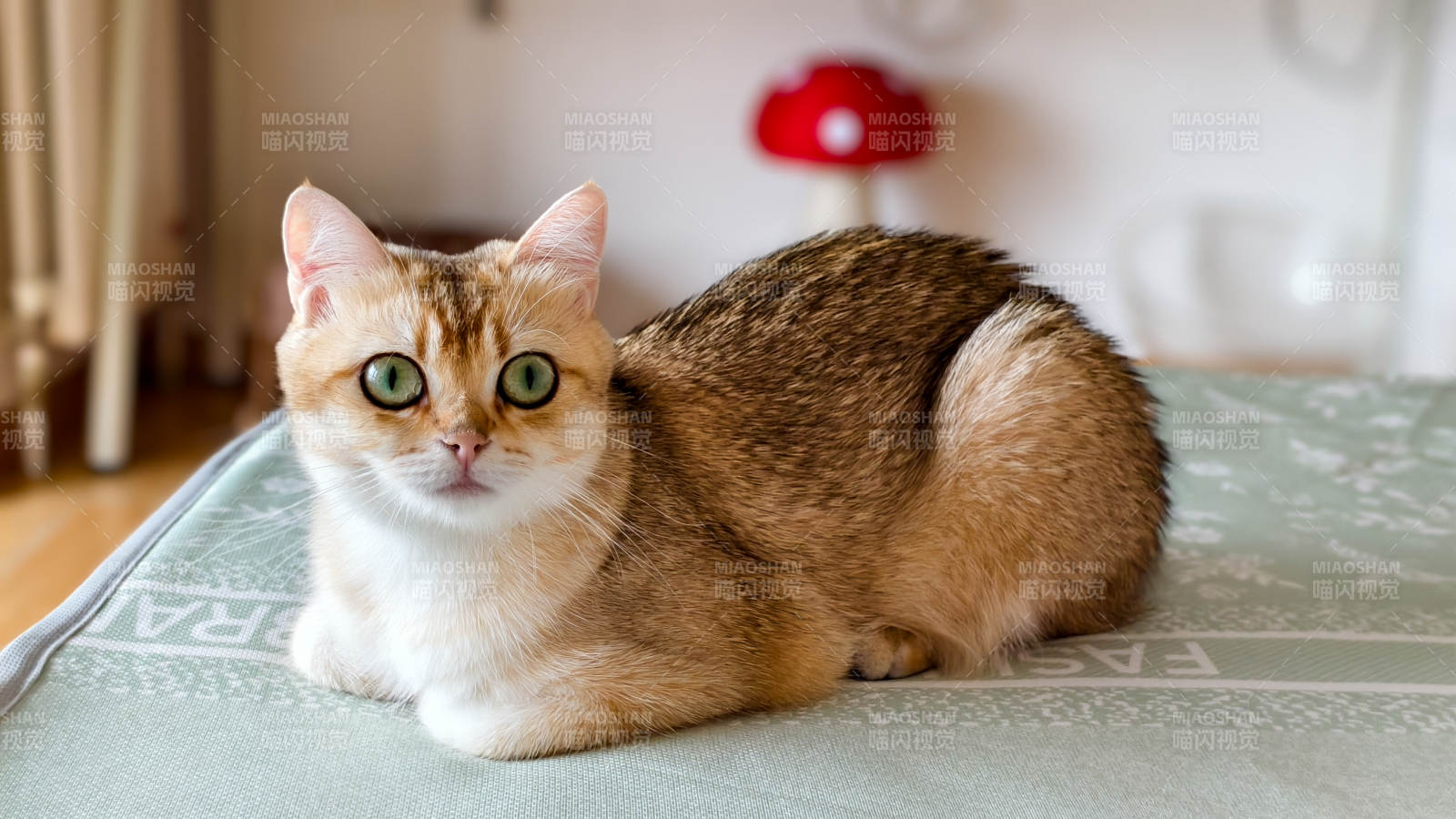 可爱猫咪悠闲地坐着图片