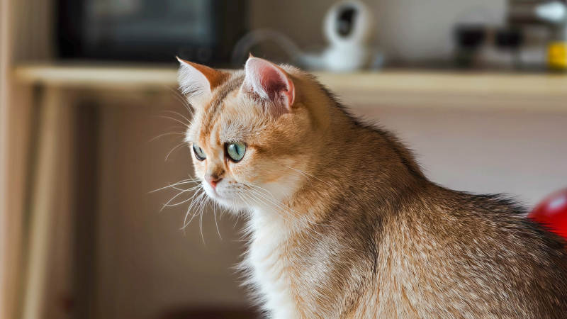 金毛猫的优雅瞬间图片