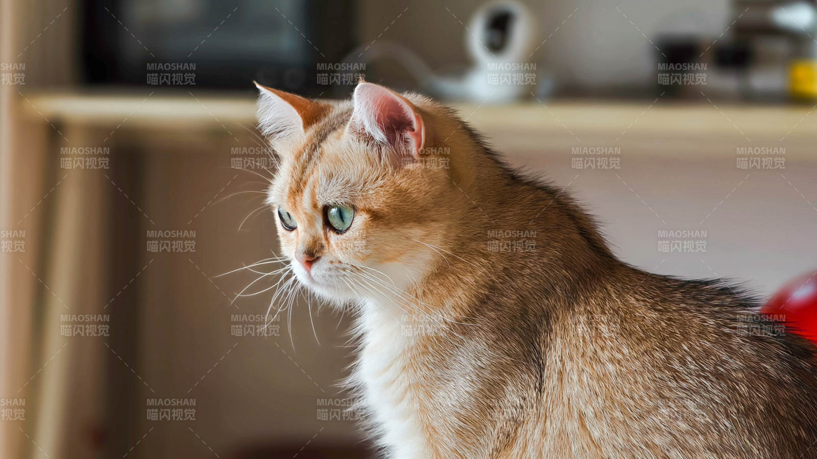 金毛猫的优雅瞬间图片