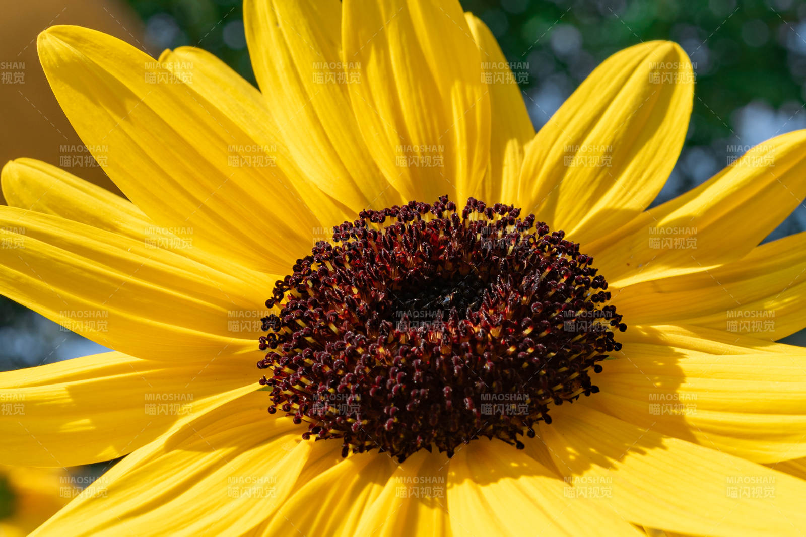 向日葵的明媚与生机图片