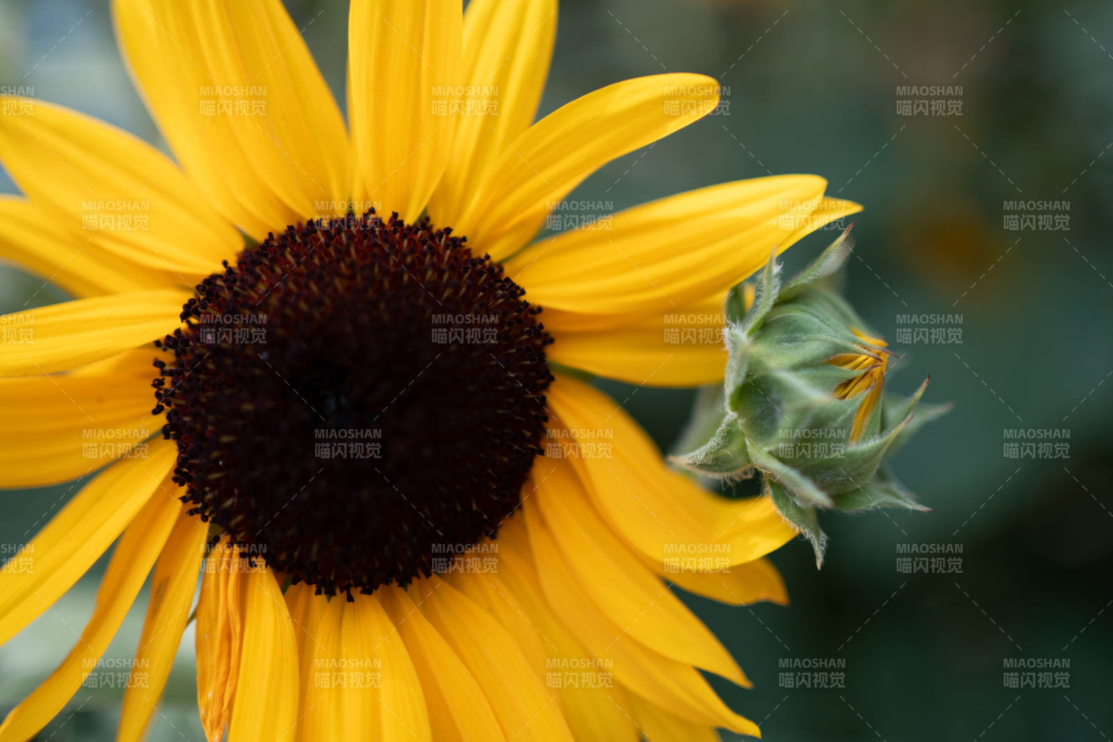 向日葵与花蕾的静谧时光图片