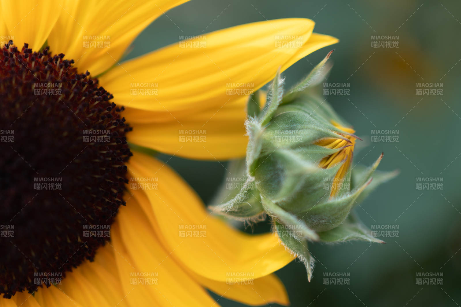 向日葵与花蕾的静谧时光图片