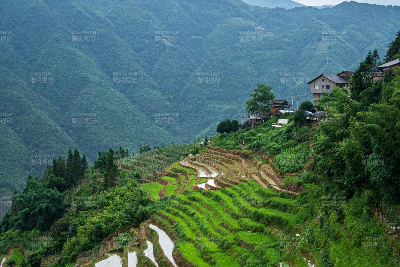 山间梯田绿意盎然--桂林龙脊梯田图片