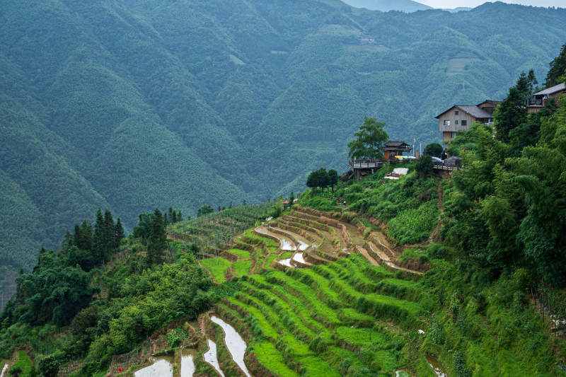 山间梯田绿意盎然--桂林龙脊梯田图片