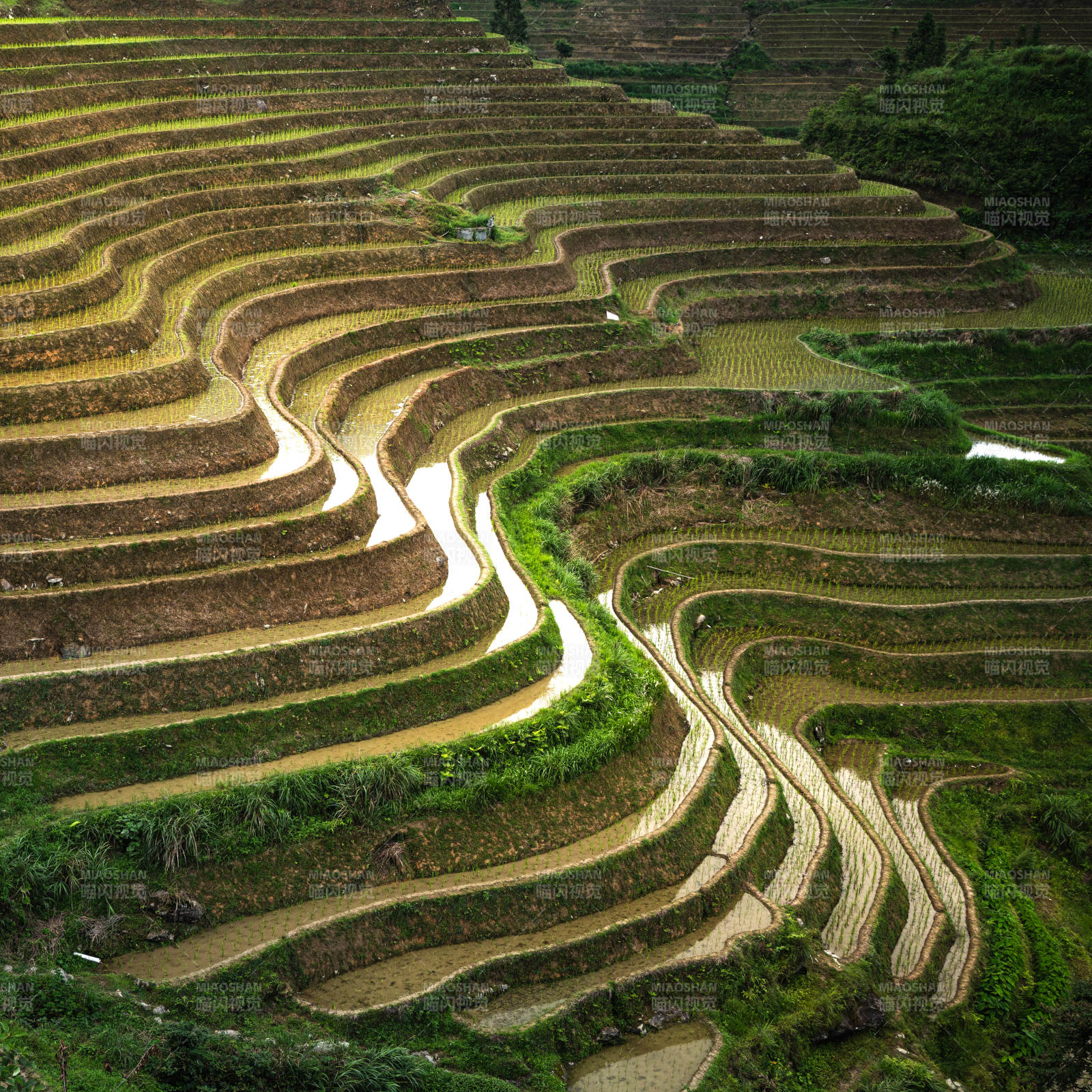 桂林龙脊梯田图片