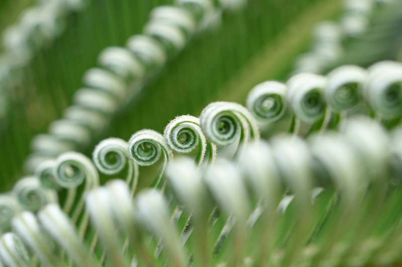 螺旋绿叶的自然之美图片