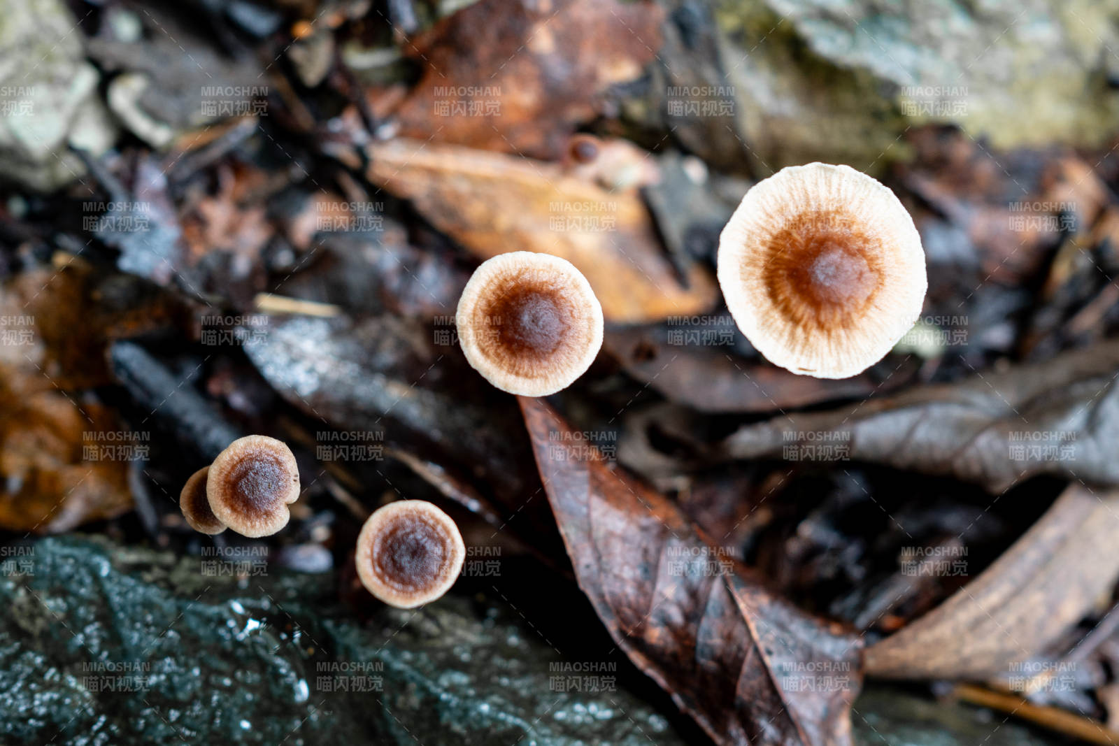 林间小蘑菇图片
