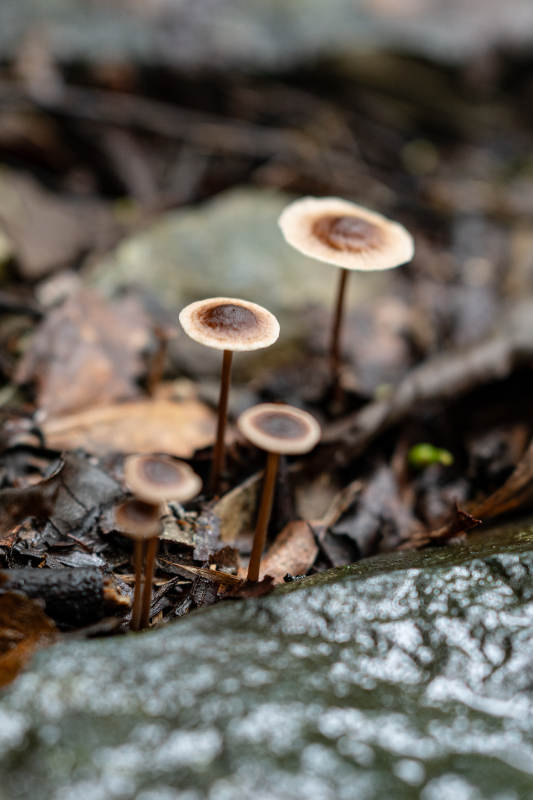 林间小蘑菇群图片