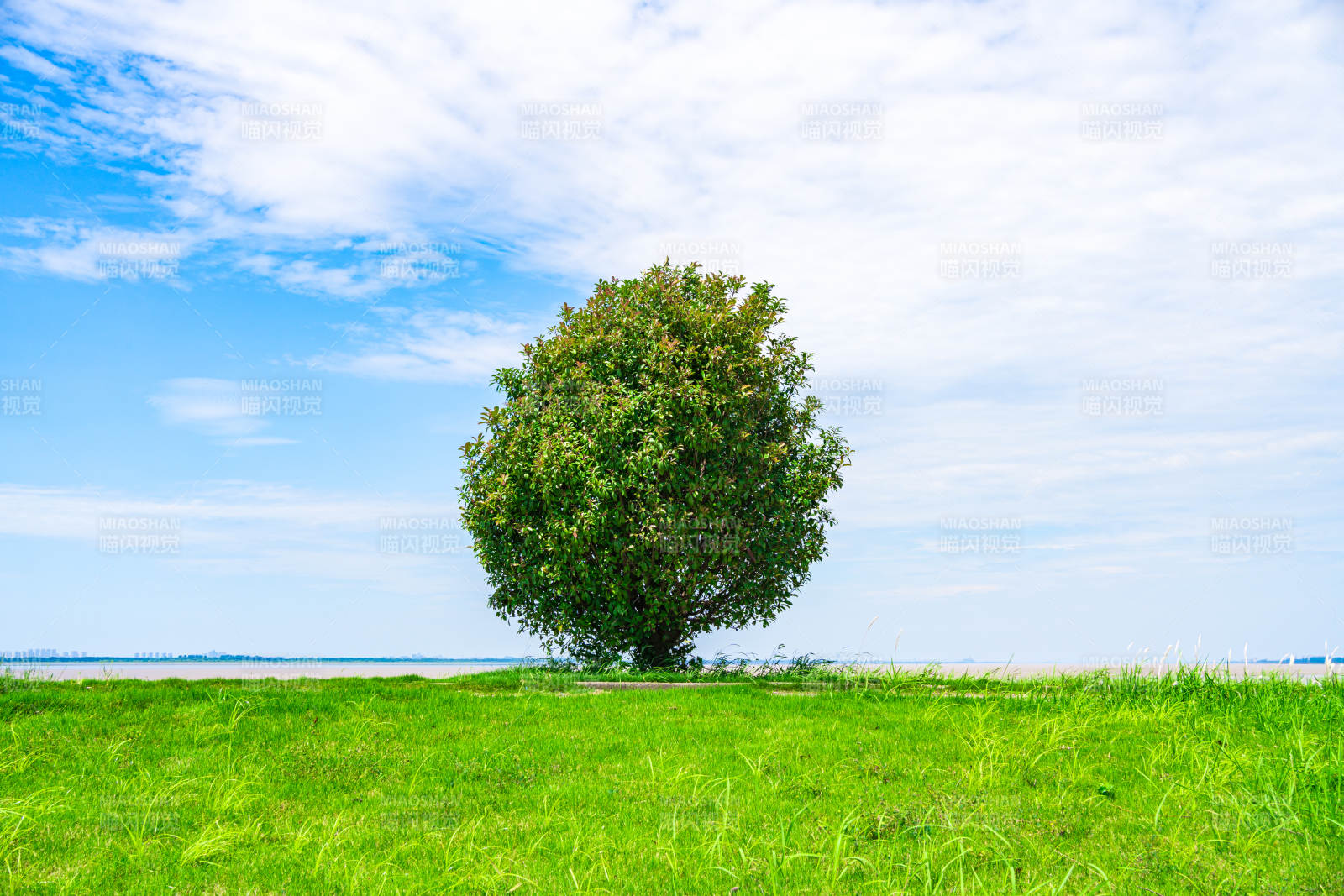 孤树绿野蓝天白云图片