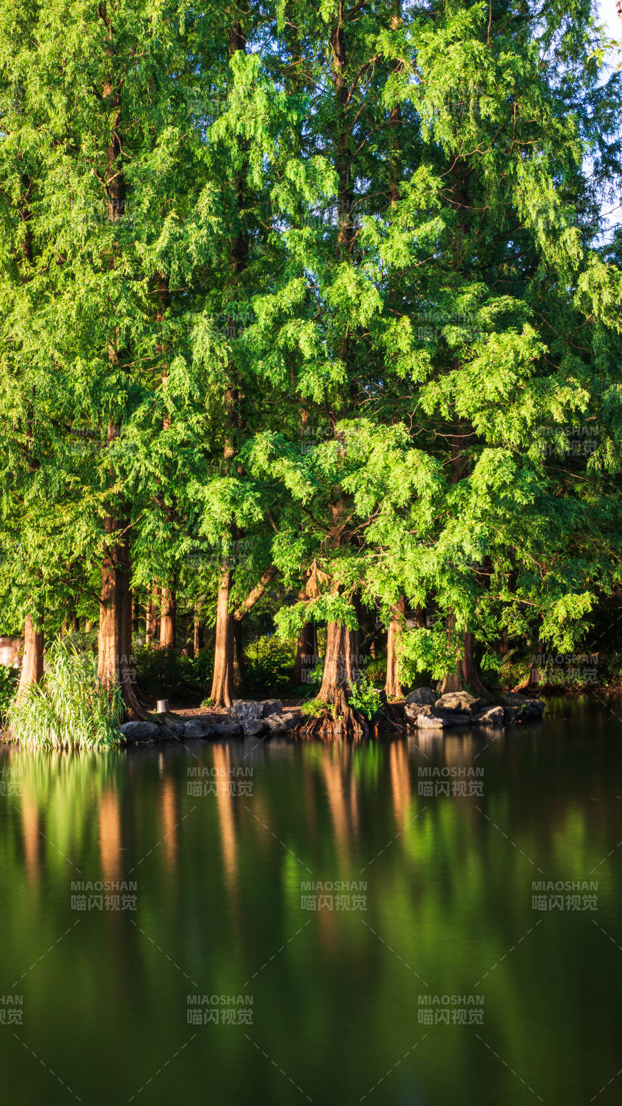 湖畔绿树倒影如画图片