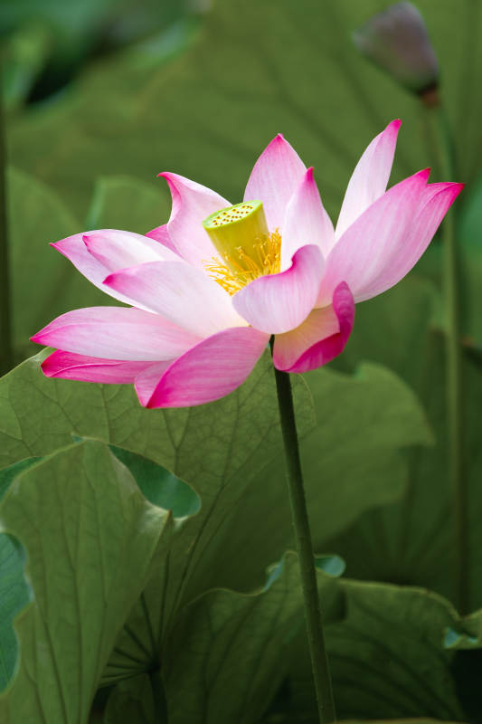 粉嫩荷花绽放荷叶间图片