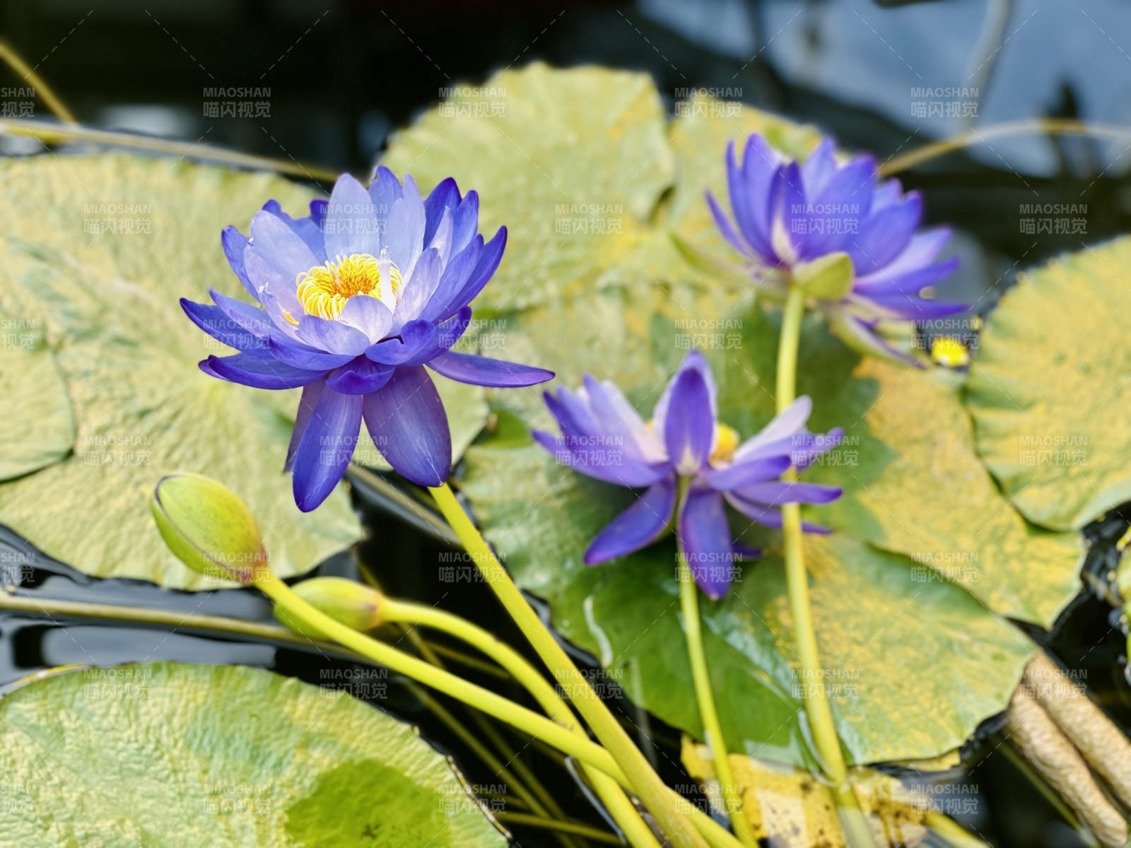 紫色睡莲与绿叶相伴图片