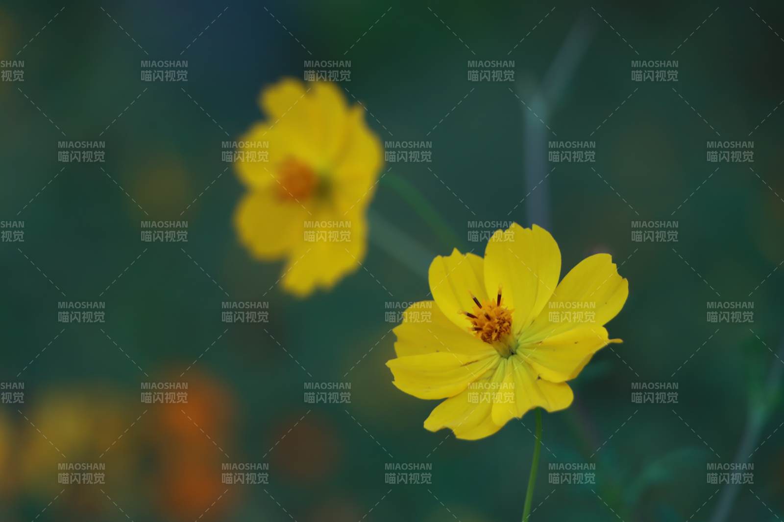 夏日黄花 静谧绽放图片