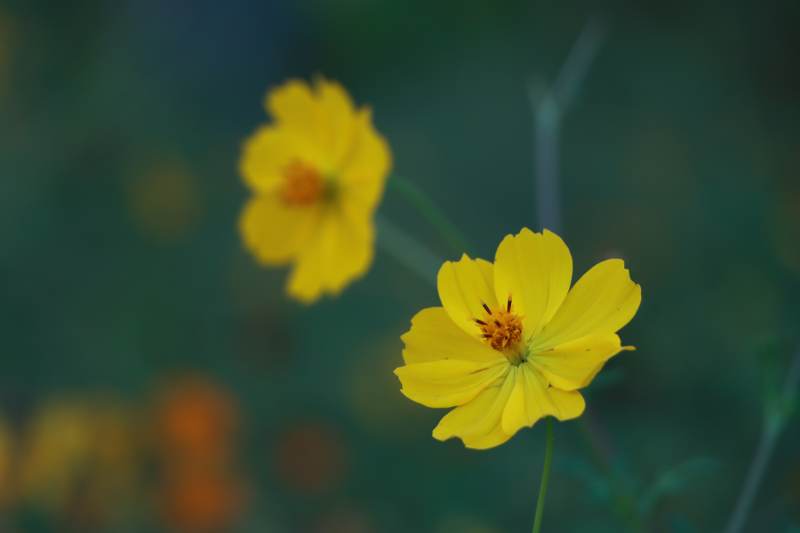 夏日黄花 静谧绽放图片