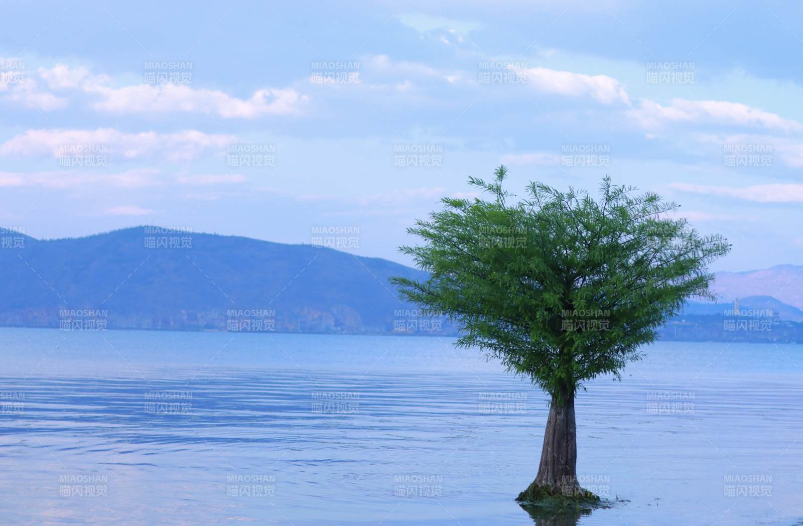 湖中孤树 静谧之美图片